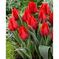 Tulpe - Rob Verlinden - Tulipa - Kompakter Frühlingszauber für kleine Gärten - Blumenzwiebel - 5 Stück