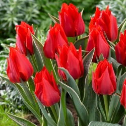 Tulpe - Rob Verlinden - Tulipa - Kompakter Frühlingszauber für kleine Gärten - Blumenzwiebel - 5 Stück