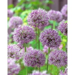 Prydnadslök - Allium Stipitatum - Lökar