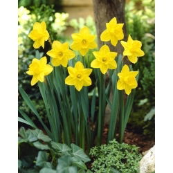 Narcise - California - Narcissus - Dabas svaigums krāšņās dobēs - Ziedu sīpoli - 5 gab.