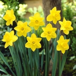 Narcise - California - Narcissus - Dabas svaigums krāšņās dobēs - Ziedu sīpoli - 5 gab.