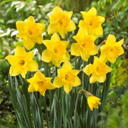 Narcise - Carlton - Narcissus - Zeltaini ziedi pavasara enerģijai - Ziedu sīpoli - 5 gab.