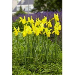 Hollandse Iris - Strongold - Iris hollandica - Bloembollen - 10 st.