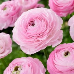 Ranunkel - Lyserød - Ranunculus - Knolde - 10 stk.