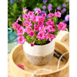 Käenkaali - Shorty - Oxalis - Kukkasipuli - 2 kpl