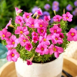 Käenkaali - Shorty - Oxalis - Kukkasipuli - 2 kpl