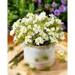 Oxalis - White Spider - Lökar - 2 st.