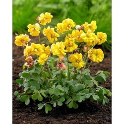Käenkaali - Double Trouble - Oxalis - Kukkasipuli - 2 kpl