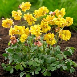 Käenkaali - Double Trouble - Oxalis - Kukkasipuli - 2 kpl