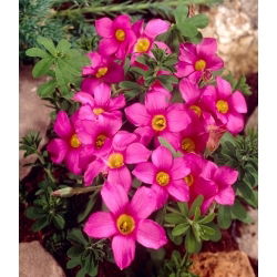 Käenkaali - Hirta Gothenburg - Oxalis - Kukkasipuli - 2 kpl