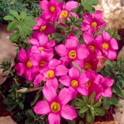 Käenkaali - Hirta Gothenburg - Oxalis - Kukkasipuli - 2 kpl