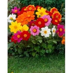 Dahlia - Mignon - Knölar