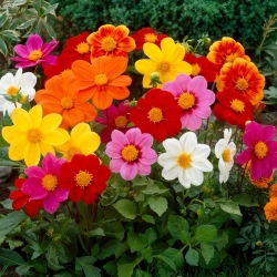 Dahlia - Mignon - Knölar