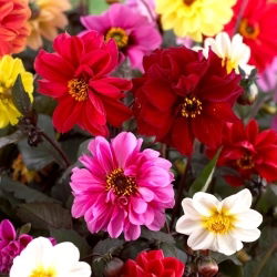 Dahlia - Red Skin - Knölar