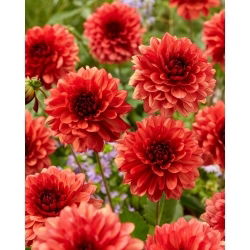 Dahlia - Missis Miley - Tuber