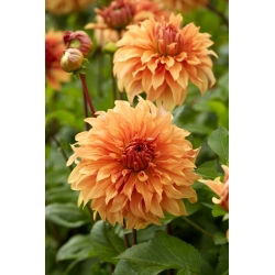 Dália - Hercules - Dahlia - Gumó