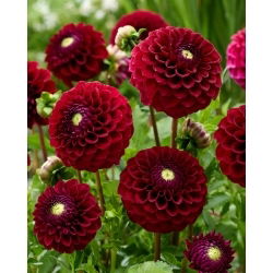 Dahlia - Babette - Knolde