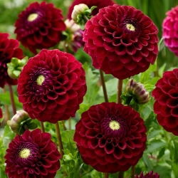 Dahlia - Babette - Knolde