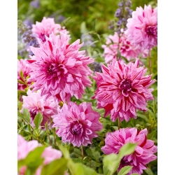 Jiřina - Prins Carnaval - Dahlia - hlízy