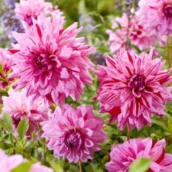 Jiřina - Prins Carnaval - Dahlia - hlízy