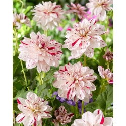 Dahlia - Bright Diamond - Knollen