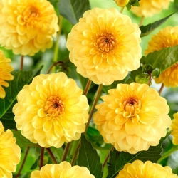 Dahlia - Golden Scepter - Tuber