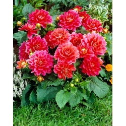 Dalia - Berliner Kleene - Dahlia - Tuberi