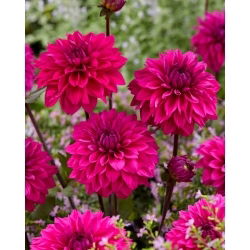 Dahlia - Cornwall Island - Tuber