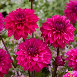 Dahlia - Cornwall Island - Tuber