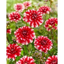 Dalia - Jamaica - Dahlia - Tubérculos