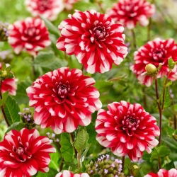 Dalia - Jamaica - Dahlia - Tubérculos