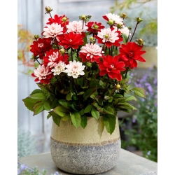 Dahlia - Pacific Time - Knollen