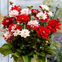 Dahlia - Pacific Time - Knollen