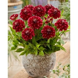 Dahlia - Red Rock - Knollen