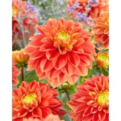 Dália - Sunset Tropicana - Dahlia - Gumó
