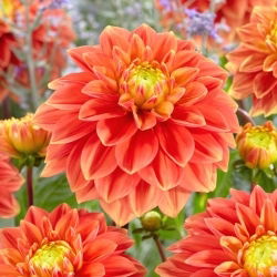 Dália - Sunset Tropicana - Dahlia - Gumó