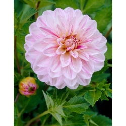 Dahlia - Bonesta - Tuber