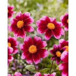 Dahlia - Bashfull - Knölar