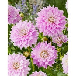 Dahlia - Ferncliff Inspiration - Tuber