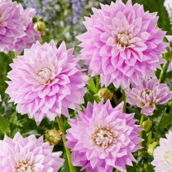Dahlia - Ferncliff Inspiration - Tuber