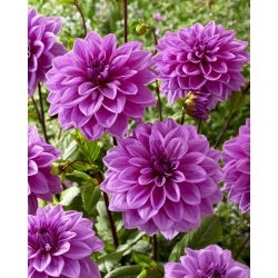 Jiřina - Lilac Time - Dahlia - hlízy