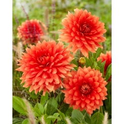 Georgína - Orange Sunrise - Dahlia - Hľuza