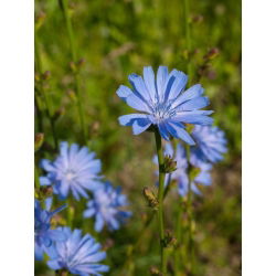 Čakanka obyčajná - Cichorium intybus - 100 g - Divoká modrá pôvabnosť - Čerstvé semená
