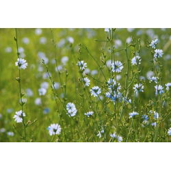 Čakanka obyčajná - Cichorium intybus - 100 g - Divoká modrá pôvabnosť - Čerstvé semená