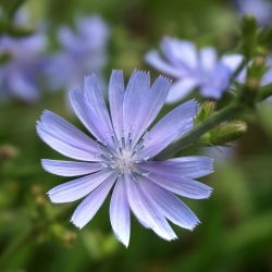 Čakanka obyčajná - Cichorium intybus - 100 g - Divoká modrá pôvabnosť - Čerstvé semená