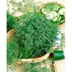 Endro - Krezus - 100 g - Folhagem aromática e densa - Sementes frescas