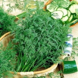 Endro - Krezus - 100 g - Folhagem aromática e densa - Sementes frescas