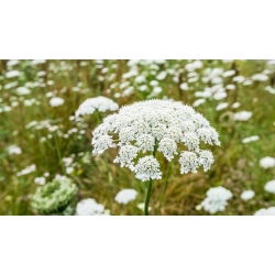 Carota selvatica - 100 g - Essenza autentica, habitat naturale - Semi Freschi