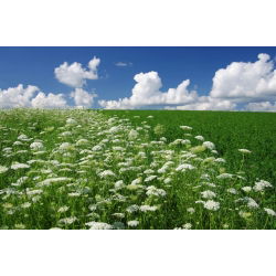 Carota selvatica - 100 g - Essenza autentica, habitat naturale - Semi Freschi