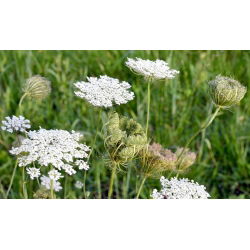 Carota selvatica - 100 g - Essenza autentica, habitat naturale - Semi Freschi